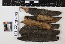 Valsaria acericola image