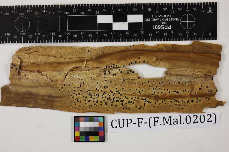 Anthostomella lucens image