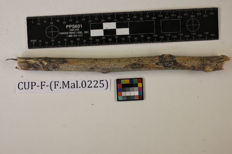 Diplodia manihoti image