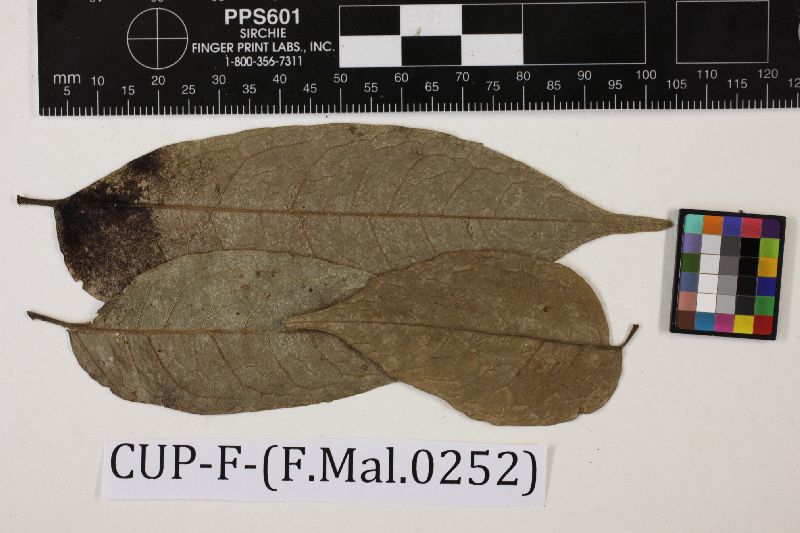 Meliola heterodonta image