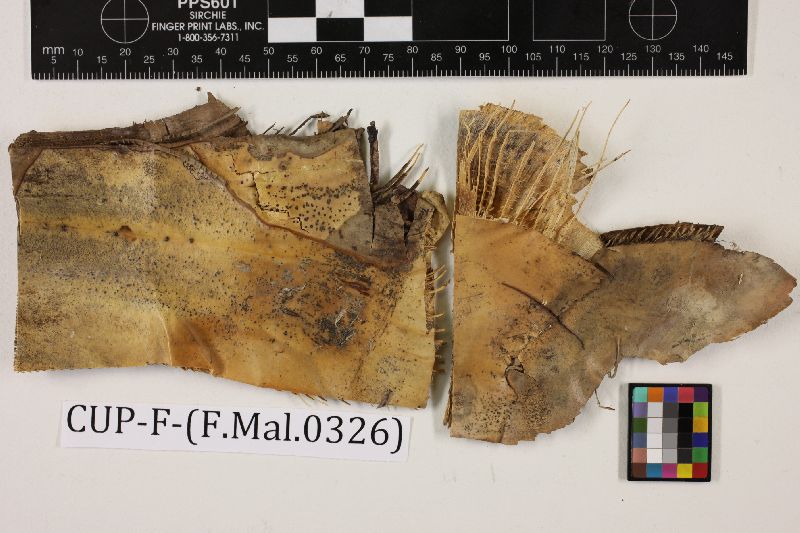 Diplodia fructus-pandani f. foliorum image