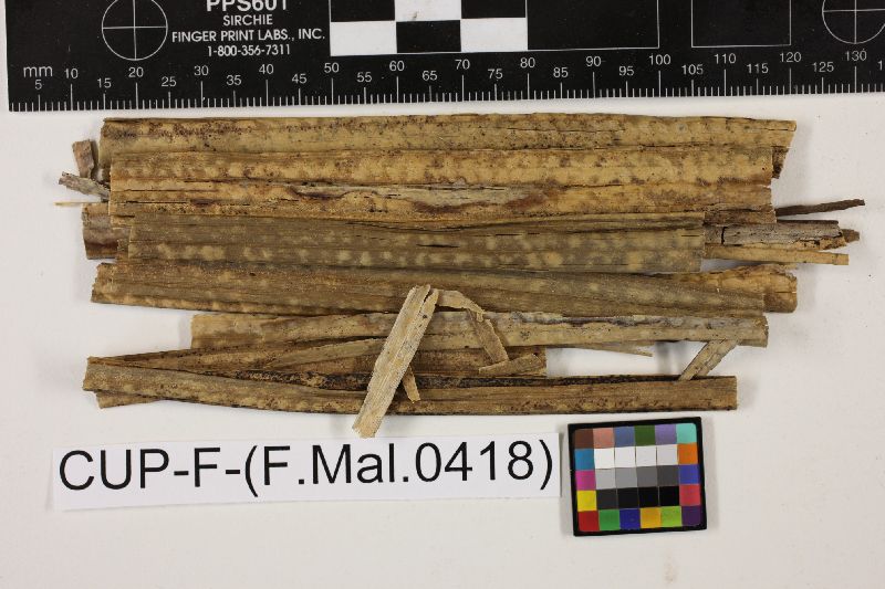 Exosporium image