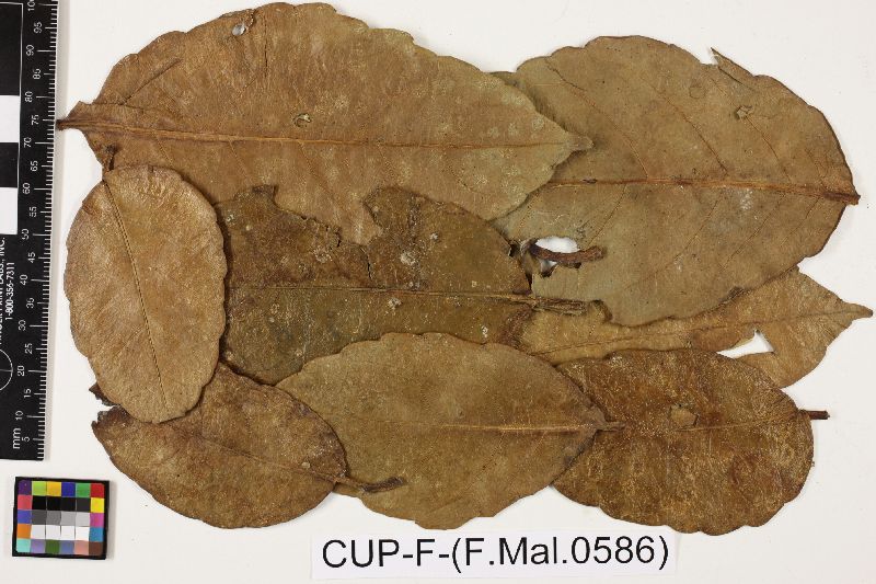 Scolecopeltis bakeri image