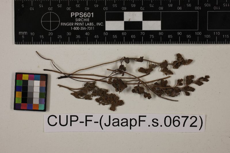 Ramularia asplenii image