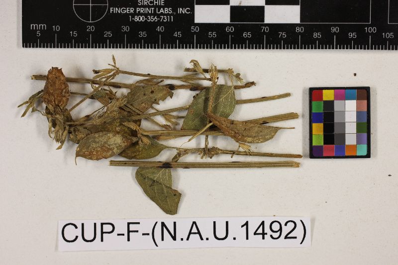 Uromyces induratus image