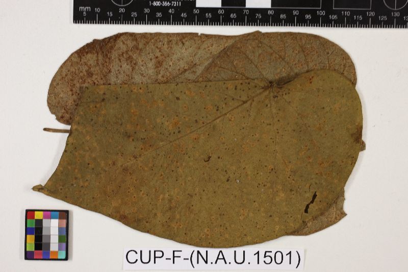 Puccinia jalapensis image