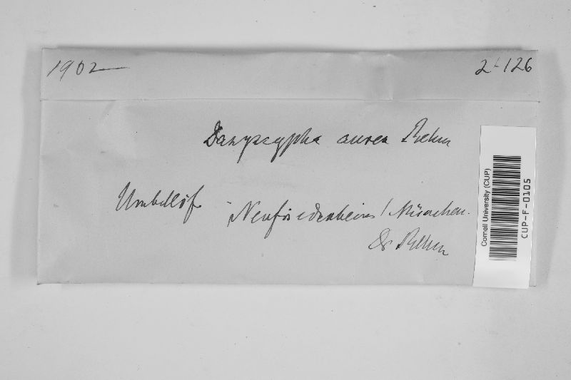 Dasyscypha aurea image