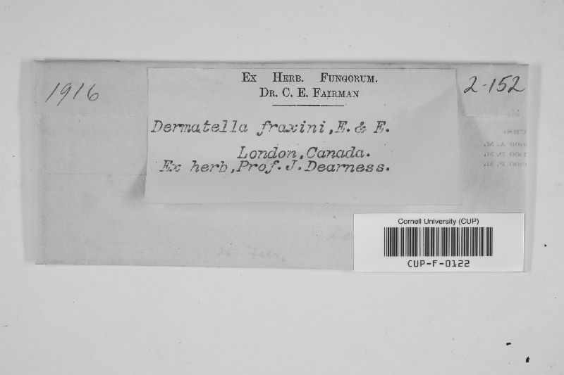 Dermatella fraxini image