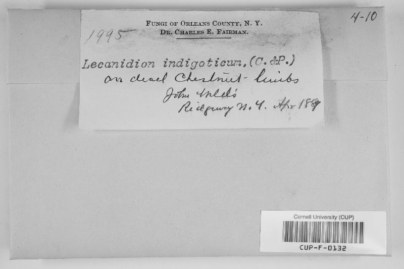 Lecanidion indigoticum image
