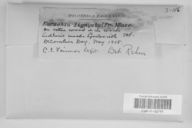 Rhizodiscina lignyota image