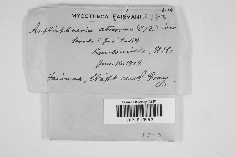 Immotthia atrograna image