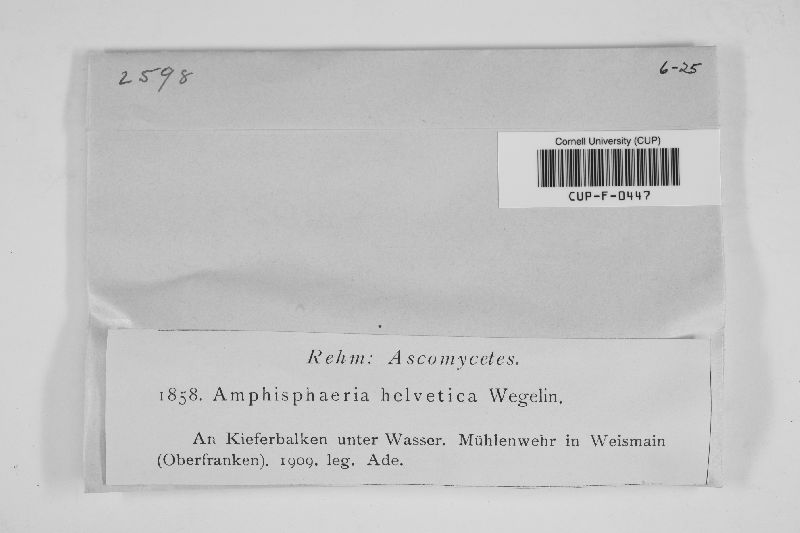 Amphisphaeria helvetica image