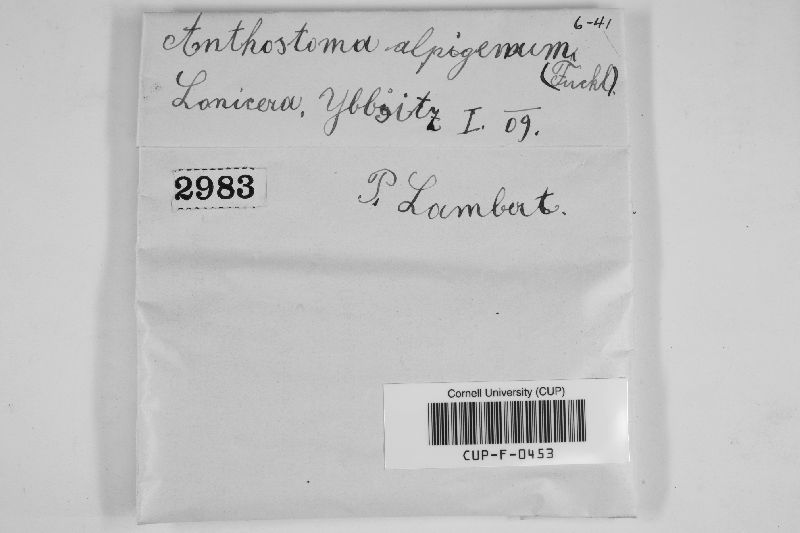 Amphisphaerella image