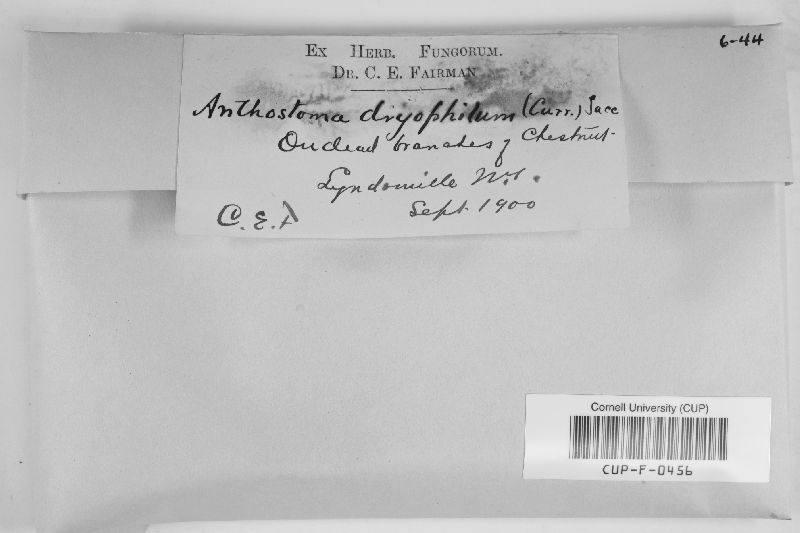 Anthostoma dryophilum image