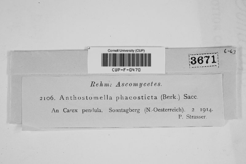 Anthostomella phaeosticta image
