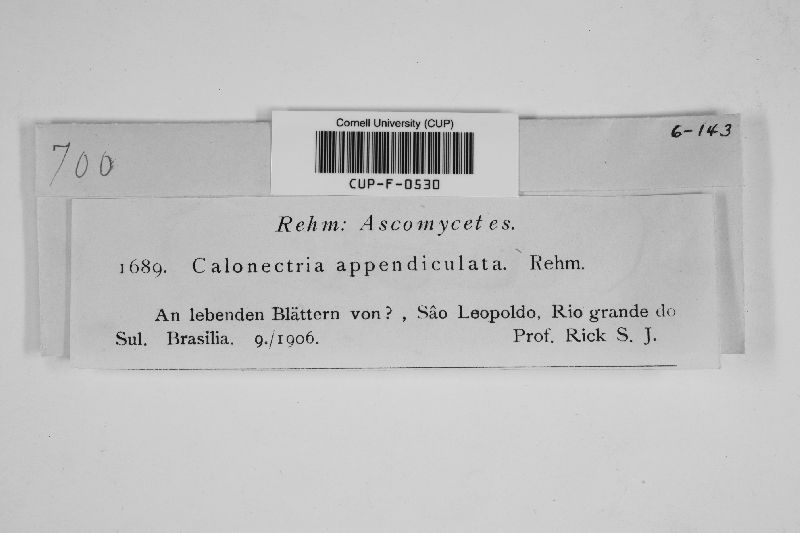 Calonectria appendiculata image