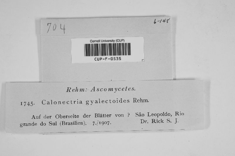 Calonectria gyalectoidea image