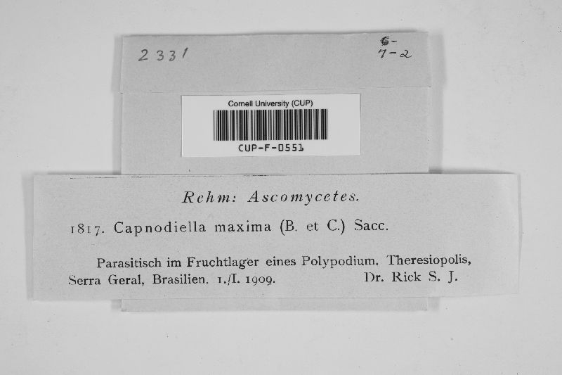 Capnodiella maxima image
