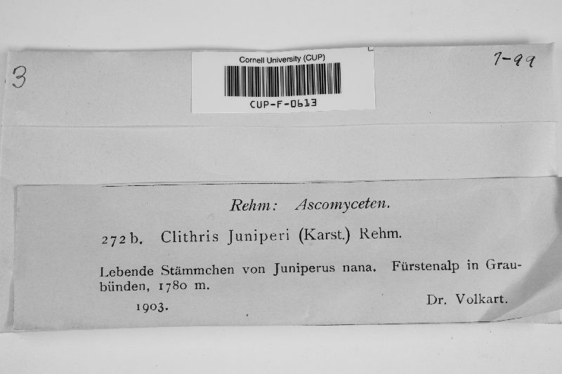Colpoma juniperi image