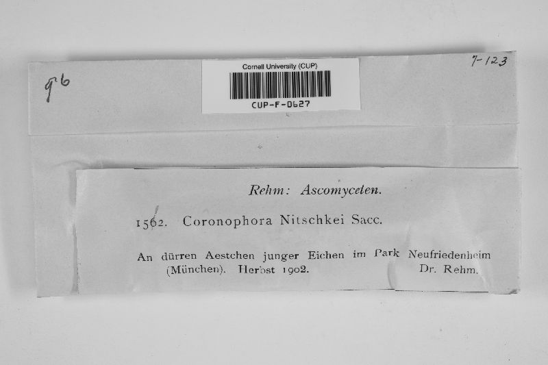 Coronophora nitschkei image
