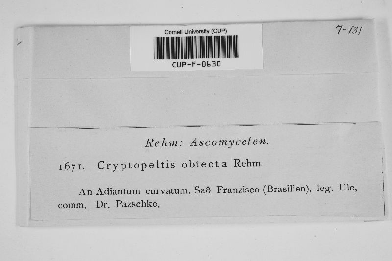 Cryptopeltis obtecta image