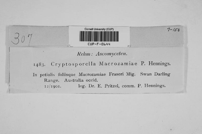 Cryptosporella macrozamiae image