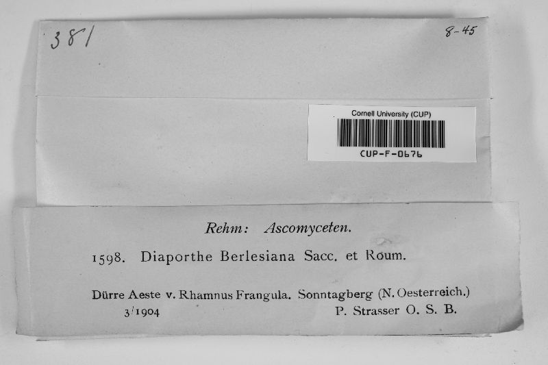 Diaporthe berlesiana image