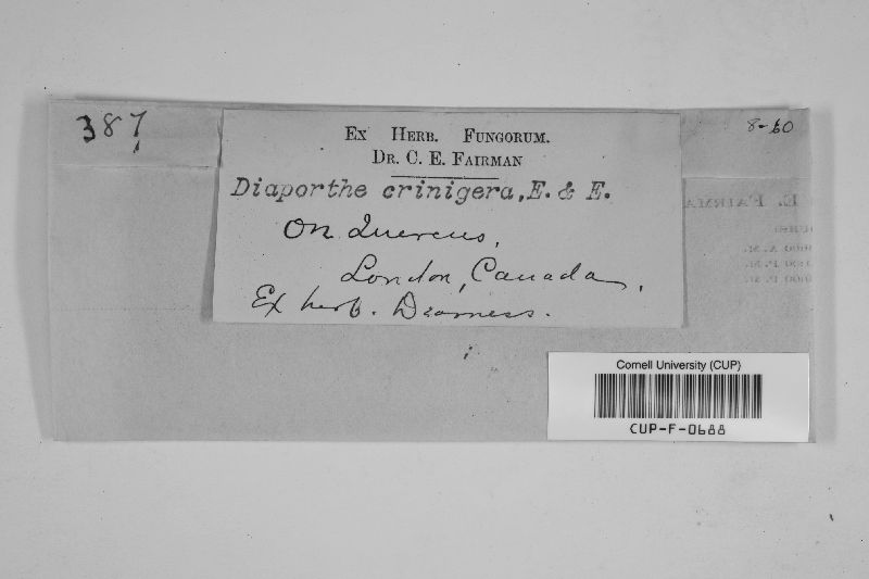 Diaporthe crinigera image
