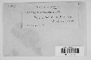 Diatrype virescens image