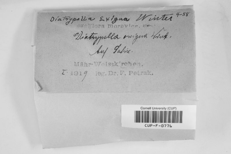 Diatrypella exigua image