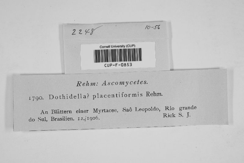 Endodothella placentiformis image