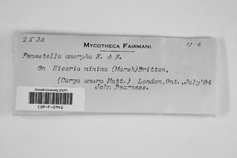 Fenestella amorpha image