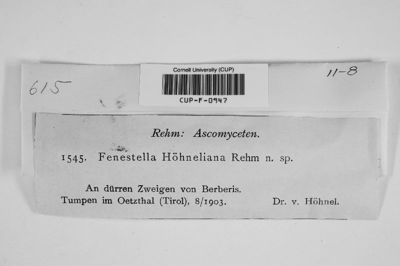 Fenestella hoehneliana image