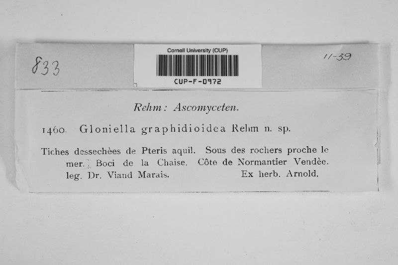 Gloniella graphidioidea image