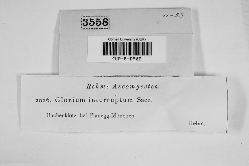 Glonium interruptum image