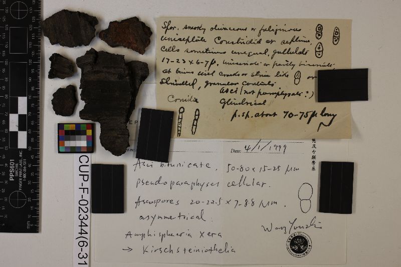 Amphisphaeria xera image