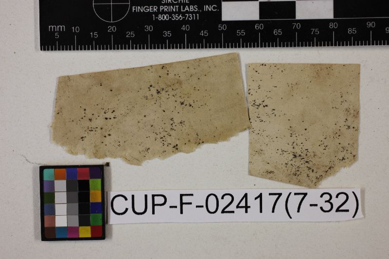 Cephalotheca image