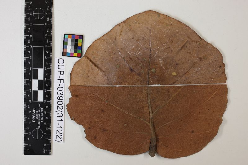 Sphaeropsis coccolobae image