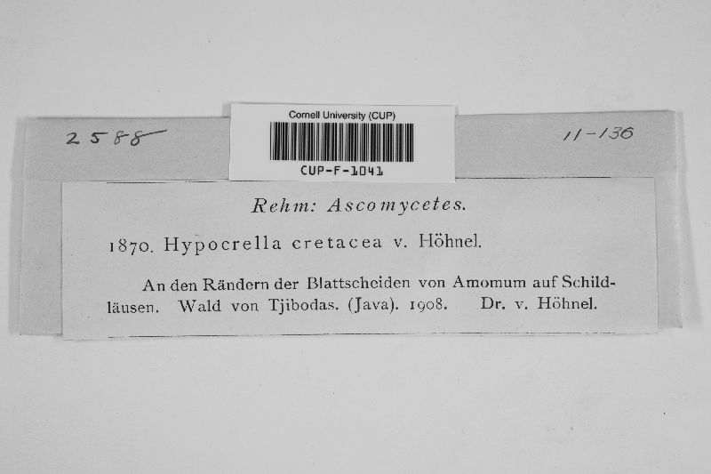 Hypocrella cretacea image