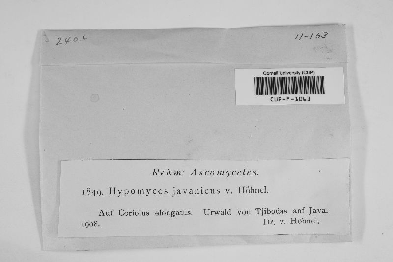Hypomyces javanicus image