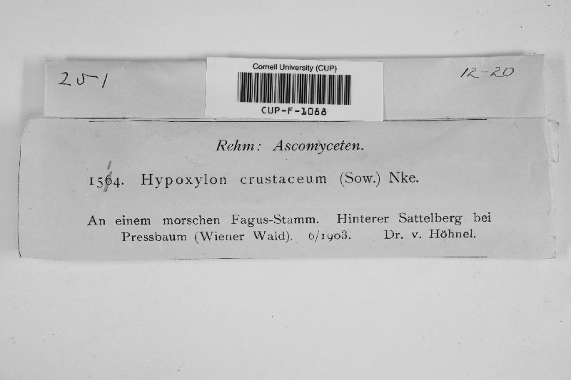 Hypoxylon crustaceum image