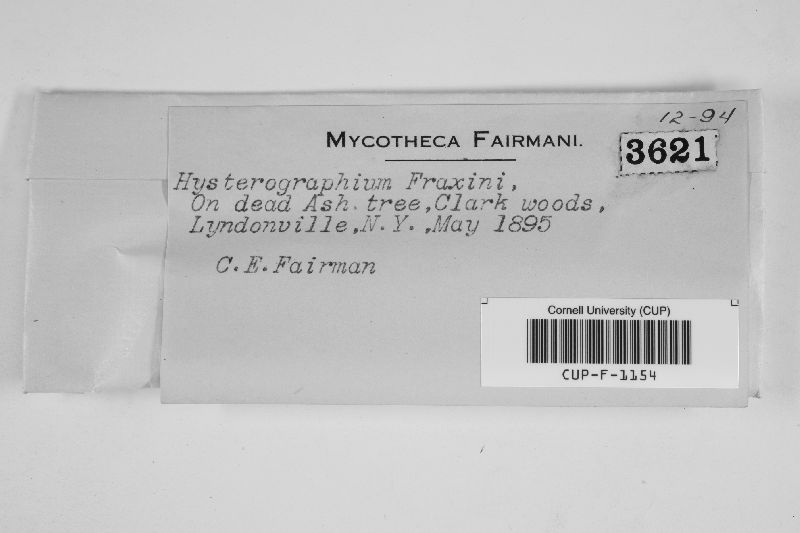 Hysterographium fraxini image