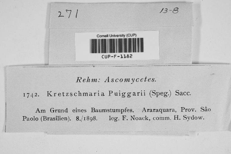 Kretzschmaria puiggarii image