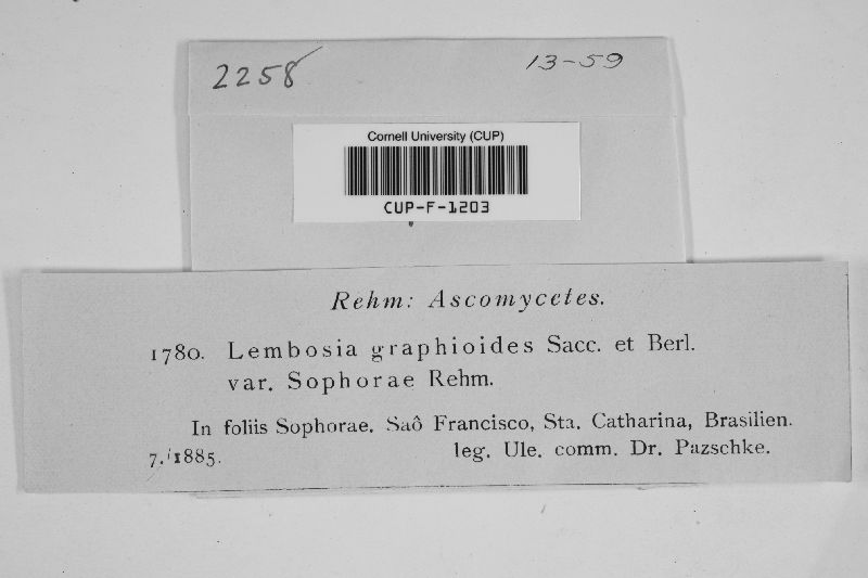 Lembosia graphoides image