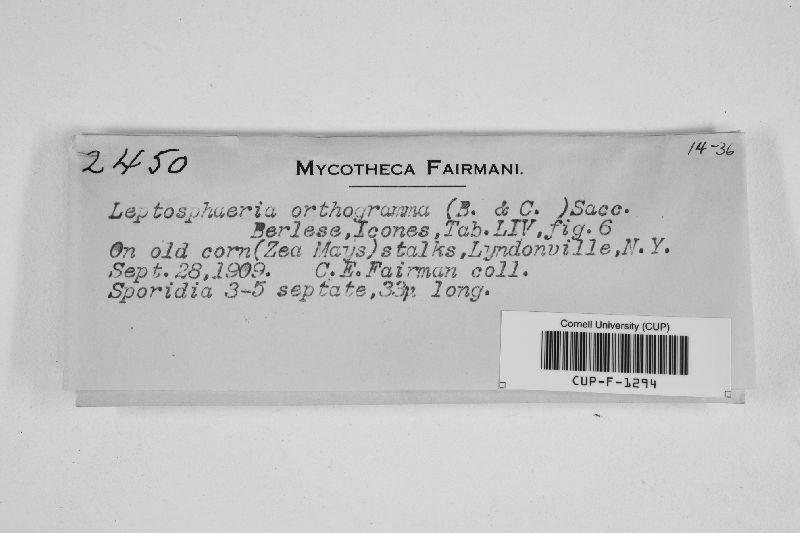 Leptosphaeria orthogramma image