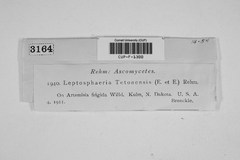 Leptosphaeria tetonensis image