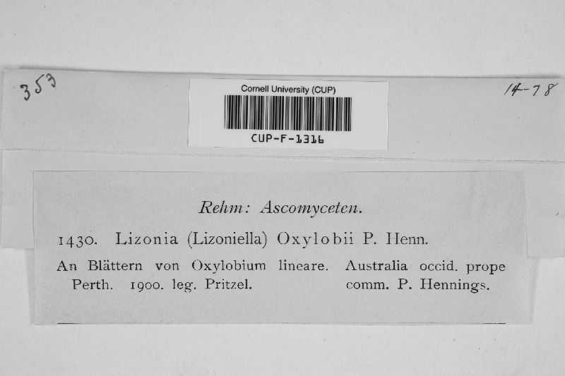 Lizonia oxylobii image
