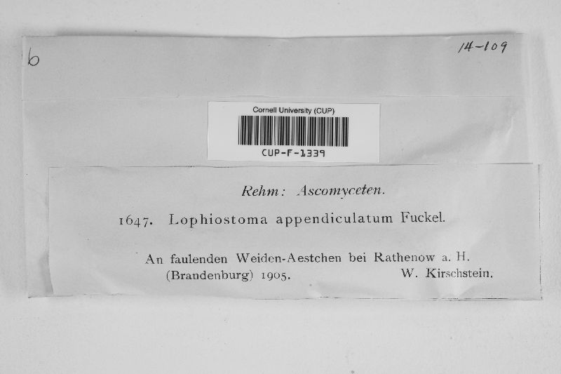 Lophiostoma appendiculatum image