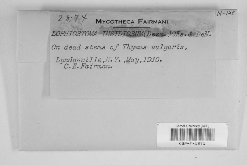 Lophiostoma caulium image