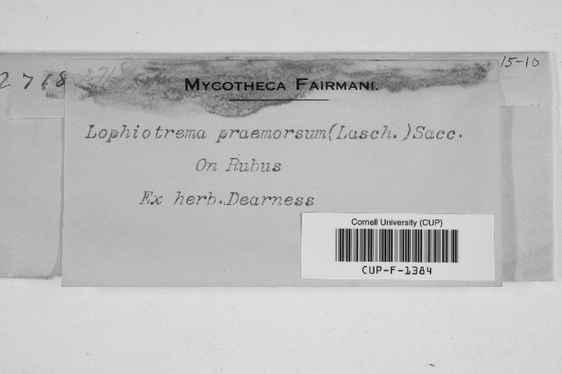 Lophiotrema praemorsum image
